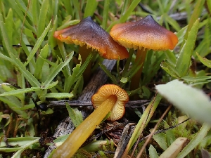  (Hygrocybe sp. conica-CA05 - HAY-F-003384)  @11 [ ] by-nc (2023) Sadie Hickey Fungal Diversity Survey