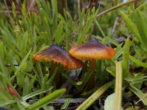  ( - HAY-F-003384)  @11 [ ] by-nc (2023) Sadie Hickey Fungal Diversity Survey