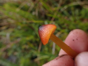 ( - HAY-F-003384)  @11 [ ] by-nc (2023) Sadie Hickey Fungal Diversity Survey