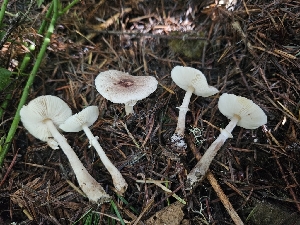  ( - HAY-F-006230)  @11 [ ] by (2023) Mandy Hackney Fungal Diversity Survey