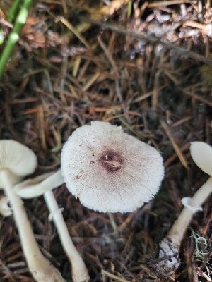  ( - HAY-F-006230)  @11 [ ] by (2023) Mandy Hackney Fungal Diversity Survey