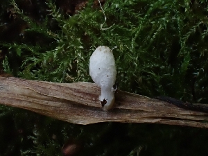  (Coprinopsis sp. CA01 - HAY-F-006228)  @11 [ ] by (2023) Mandy Hackney Fungal Diversity Survey