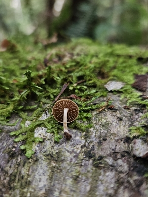  ( - HAY-F-006175)  @11 [ ] by (2023) Mandy Hackney Fungal Diversity Survey