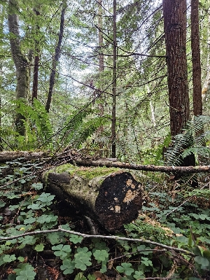  ( - HAY-F-006175)  @11 [ ] by (2023) Mandy Hackney Fungal Diversity Survey