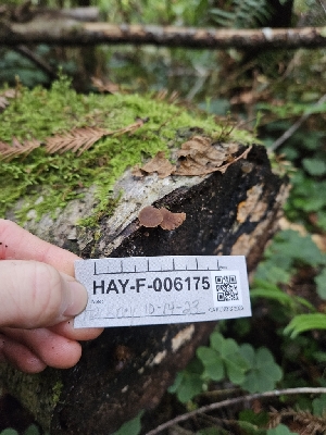  ( - HAY-F-006175)  @11 [ ] by (2023) Mandy Hackney Fungal Diversity Survey