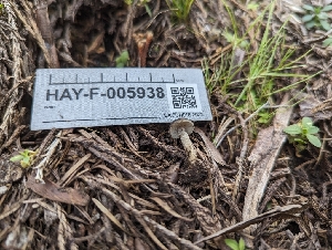  ( - HAY-F-005938)  @11 [ ] by-nc (2023) Stu Pickell Fungal Diversity Survey