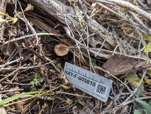  ( - HAY-F-005810)  @11 [ ] by-nc (2023) Stu Pickell Fungal Diversity Survey
