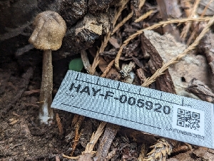  ( - HAY-F-005920)  @11 [ ] by-nc (2023) Stu Pickell Fungal Diversity Survey