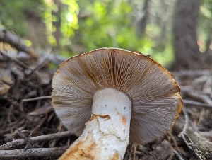  ( - HAY-F-005918)  @11 [ ] by-nc (2023) Stu Pickell Fungal Diversity Survey
