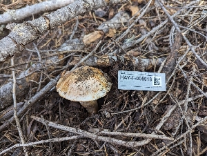  ( - HAY-F-005918)  @11 [ ] by-nc (2023) Stu Pickell Fungal Diversity Survey