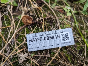 (Cortinarius fragrantissimus - HAY-F-005919)  @11 [ ] by-nc (2023) Stu Pickell Fungal Diversity Survey