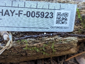  ( - HAY-F-005923)  @11 [ ] by-nc (2023) Stu Pickell Fungal Diversity Survey