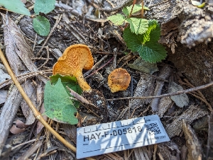  (Hygrophoropsis sp. CA01 - HAY-F-005818)  @11 [ ] by-nc (2023) Stu Pickell Fungal Diversity Survey