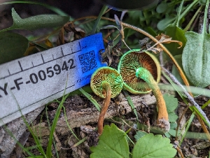  ( - HAY-F-005942)  @11 [ ] by-nc (2023) Stu Pickell Fungal Diversity Survey