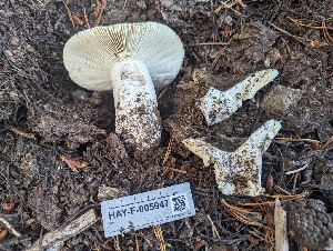  ( - HAY-F-005947)  @11 [ ] by-nc (2023) Stu Pickell Fungal Diversity Survey