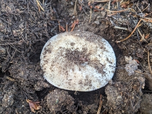  ( - HAY-F-005947)  @11 [ ] by-nc (2023) Stu Pickell Fungal Diversity Survey