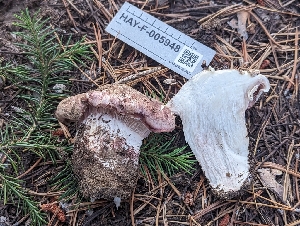  ( - HAY-F-005948)  @11 [ ] by-nc (2023) Stu Pickell Fungal Diversity Survey