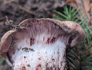  ( - HAY-F-005948)  @11 [ ] by-nc (2023) Stu Pickell Fungal Diversity Survey