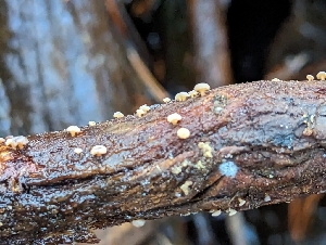  ( - HAY-F-005949)  @11 [ ] by-nc (2023) Stu Pickell Fungal Diversity Survey