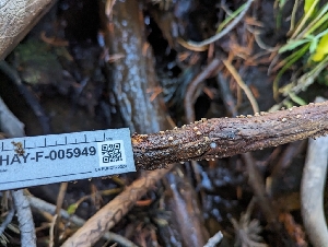  ( - HAY-F-005949)  @11 [ ] by-nc (2023) Stu Pickell Fungal Diversity Survey