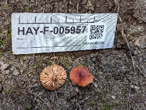  (Lactarius sp. badiosanguineus-CA01 - HAY-F-005957)  @11 [ ] by-nc (2023) Stu Pickell Fungal Diversity Survey