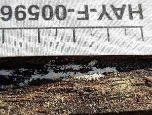  ( - HAY-F-005961)  @11 [ ] by-nc (2023) Stu Pickell Fungal Diversity Survey