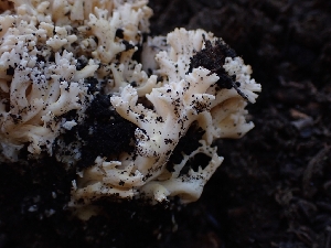  ( - HAY-F-003396)  @11 [ ] by-nc (2023) Sadie Hickey Fungal Diversity Survey