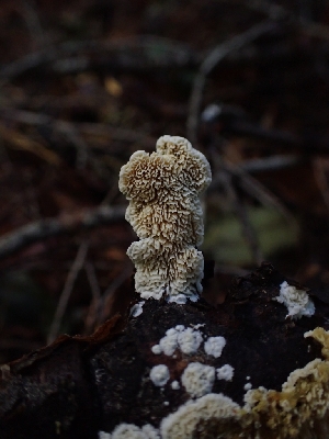  ( - HAY-F-003398)  @11 [ ] by-nc (2023) Sadie Hickey Fungal Diversity Survey