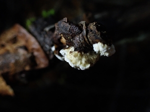  ( - HAY-F-003398)  @11 [ ] by-nc (2023) Sadie Hickey Fungal Diversity Survey