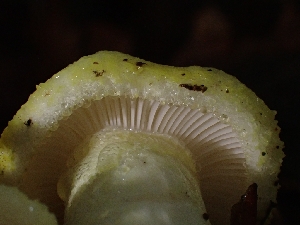  (Hygrophorus sp. chrysodon-CA01 - HAY-F-003399)  @11 [ ] by-nc (2023) Sadie Hickey Fungal Diversity Survey