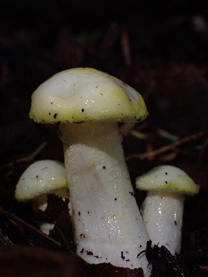  ( - HAY-F-003399)  @11 [ ] by-nc (2023) Sadie Hickey Fungal Diversity Survey