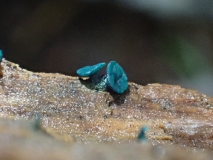  ( - HAY-F-003400)  @11 [ ] by-nc (2023) Sadie Hickey Fungal Diversity Survey