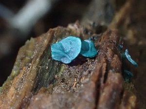  ( - HAY-F-003400)  @11 [ ] by-nc (2023) Sadie Hickey Fungal Diversity Survey