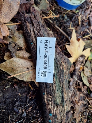  ( - HAY-F-003400)  @11 [ ] by-nc (2023) Sadie Hickey Fungal Diversity Survey