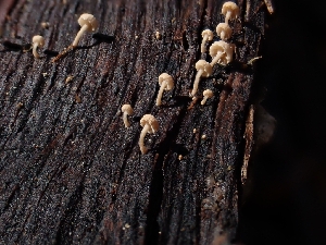  (Tubaria sp. CA01 - HAY-F-003402)  @11 [ ] by-nc (2023) Sadie Hickey Fungal Diversity Survey