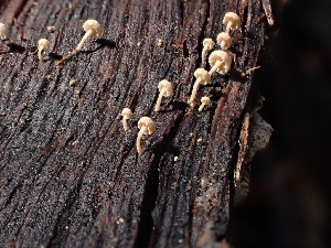  ( - HAY-F-003402)  @11 [ ] by-nc (2023) Sadie Hickey Fungal Diversity Survey
