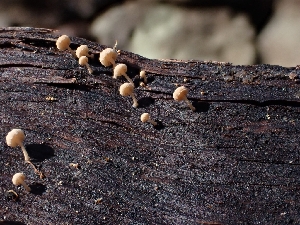  ( - HAY-F-003402)  @11 [ ] by-nc (2023) Sadie Hickey Fungal Diversity Survey