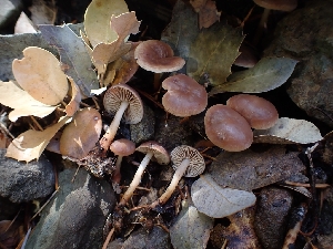  (Gymnopus sp. PNW10 - HAY-F-003403)  @11 [ ] by-nc (2023) Sadie Hickey Fungal Diversity Survey