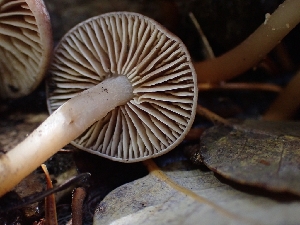  ( - HAY-F-003403)  @11 [ ] by-nc (2023) Sadie Hickey Fungal Diversity Survey