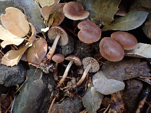  ( - HAY-F-003403)  @11 [ ] by-nc (2023) Sadie Hickey Fungal Diversity Survey