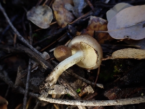  ( - HAY-F-003404)  @11 [ ] by-nc (2023) Sadie Hickey Fungal Diversity Survey