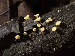  (Hymenoscyphus sp. CA12 - HAY-F-003406)  @11 [ ] by-nc (2023) Sadie Hickey Fungal Diversity Survey