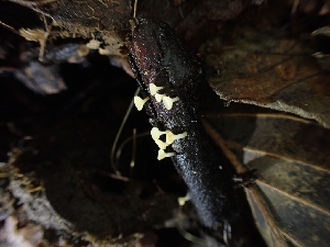  ( - HAY-F-003406)  @11 [ ] by-nc (2023) Sadie Hickey Fungal Diversity Survey