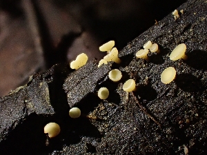  ( - HAY-F-003406)  @11 [ ] by-nc (2023) Sadie Hickey Fungal Diversity Survey