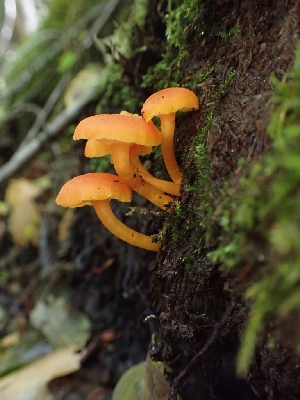  ( - HAY-F-003407)  @11 [ ] by-nc (2023) Sadie Hickey Fungal Diversity Survey