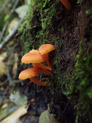  ( - HAY-F-003407)  @11 [ ] by-nc (2023) Sadie Hickey Fungal Diversity Survey