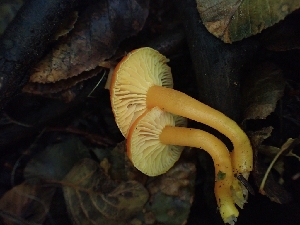  ( - HAY-F-003407)  @11 [ ] by-nc (2023) Sadie Hickey Fungal Diversity Survey