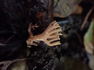  ( - HAY-F-003408)  @11 [ ] by-nc (2023) Sadie Hickey Fungal Diversity Survey