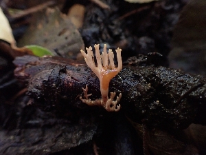  ( - HAY-F-003408)  @11 [ ] by-nc (2023) Sadie Hickey Fungal Diversity Survey
