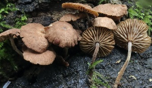  ( - HAY-F-004754)  @11 [ ] by-nc (2023) Taye Bright Fungal Diversity Survey